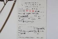 矩圓葉鵝掌柴藏品圖，第2張