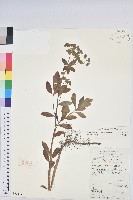 長圓葉大戟藏品圖，第1張