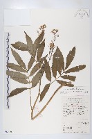 華中碎米薺藏品圖，第1張