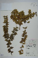 登錄號:S053543藏品圖，第1張