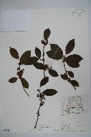 鐵冬青藏品圖，第1張