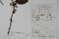 鐵冬青藏品圖，第2張