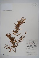 芒齒小檗藏品圖，第1張