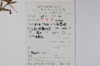 芒齒小檗藏品圖，第2張