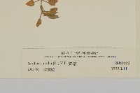 繁縷藏品圖，第3張