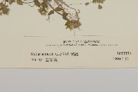 繁縷藏品圖，第2張