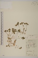 繁縷藏品圖，第1張