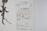 琉璃草藏品圖，第2張