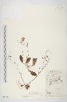 黃鵪菜藏品圖，第1張