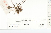 黃鵪菜藏品圖，第3張