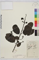 登錄號:S053565藏品圖，第1張