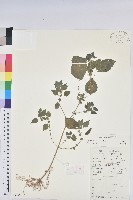 短序鐵莧菜藏品圖，第1張