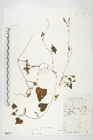 登錄號:S053568藏品圖，第1張