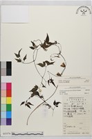 登錄號:S053576藏品圖，第2張
