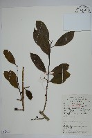 登錄號:S053578藏品圖，第1張