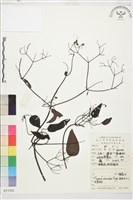 黃葯子藏品圖，第1張