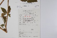 牛膝藏品圖，第2張