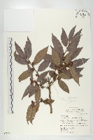 軟毛柿藏品圖，第1張