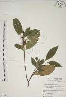 山黃梔藏品圖，第1張