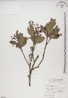 魯花樹藏品圖，第1張