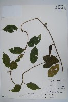 武靴藤藏品圖，第1張