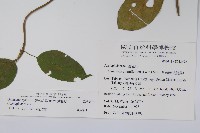 武靴藤藏品圖，第2張