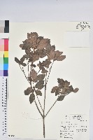 馬銀花藏品圖，第1張