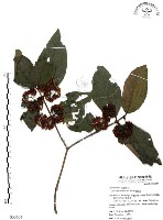 杜虹花，台灣紫珠藏品圖，第1張