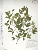 飛龍掌血藏品圖，第1張