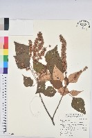 白匏子藏品圖，第1張