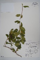 武靴藤藏品圖，第1張