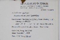 硬齒獼猴桃藏品圖，第2張