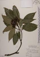 木荷藏品圖，第1張