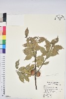 油葉石櫟藏品圖，第1張