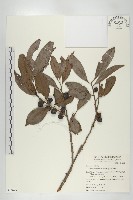 山紅柿藏品圖，第1張