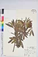 臺灣馬醉木藏品圖，第1張