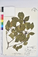 白臼藏品圖，第1張