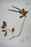 酸藤藏品圖，第1張