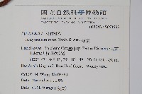 酸藤藏品圖，第2張