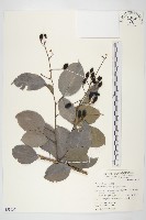 亨利氏伊立基藤藏品圖，第1張