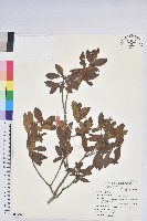 金毛杜鵑藏品圖，第1張