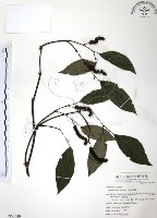 風藤藏品圖，第1張