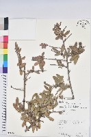 登錄號:S053650藏品圖，第1張