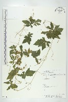 苦瓜藏品圖，第1張