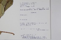 登錄號:S053670藏品圖，第2張