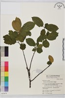 桶鉤藤藏品圖，第1張