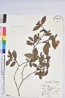 金毛杜鵑藏品圖，第1張