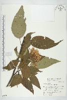 梜木藏品圖，第1張