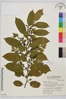 桶鉤藤藏品圖，第1張