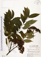 賊仔樹藏品圖，第1張